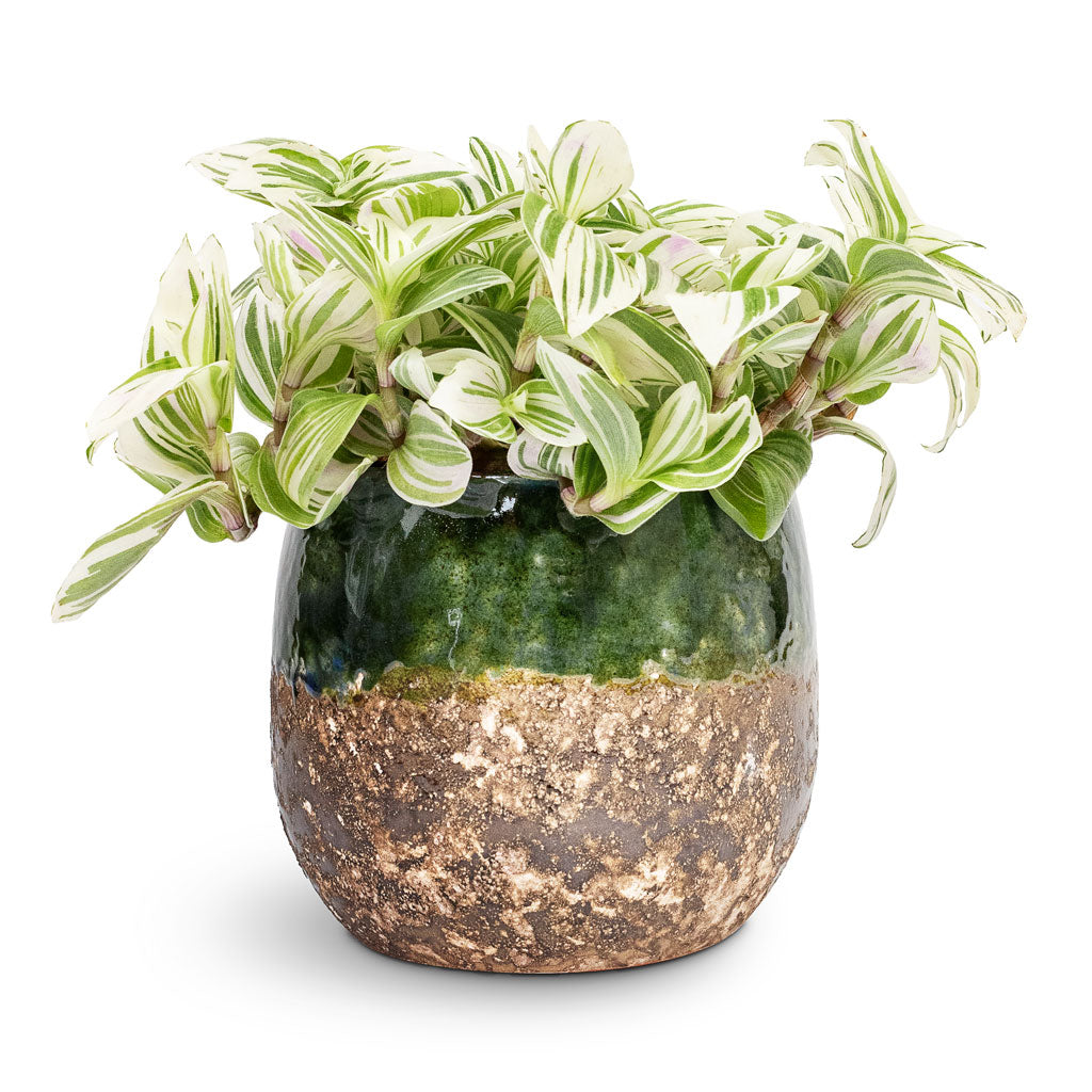 Tradescantia zebrina Brightness - 12x15cm &amp; Lindy Plant Pot Black Green - 16x13cm