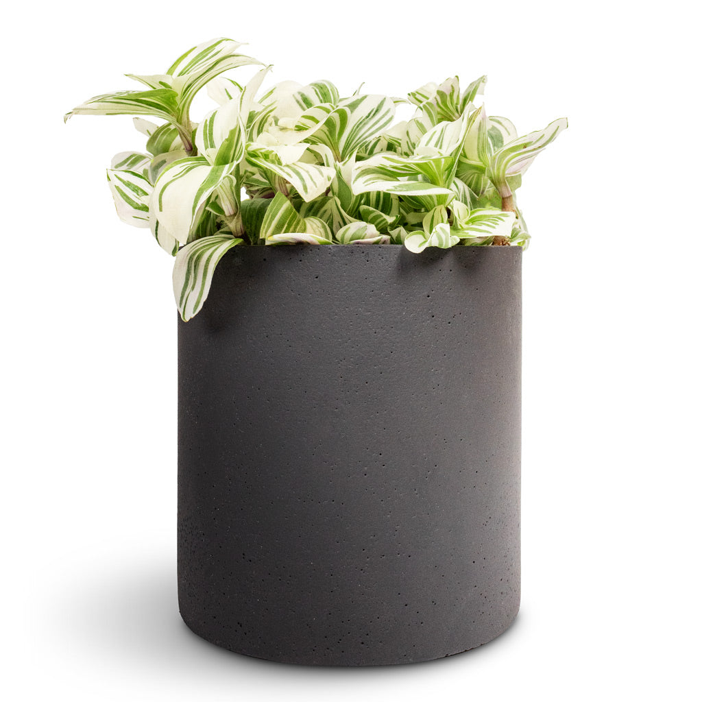 Tradescantia zebrina Brightness - 12x15cm & Puk Natural Planter Matt Black - 15x15cm