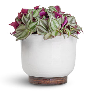 Tradescantia zebrina - Inch Plant & Jayla Plant Pot - White