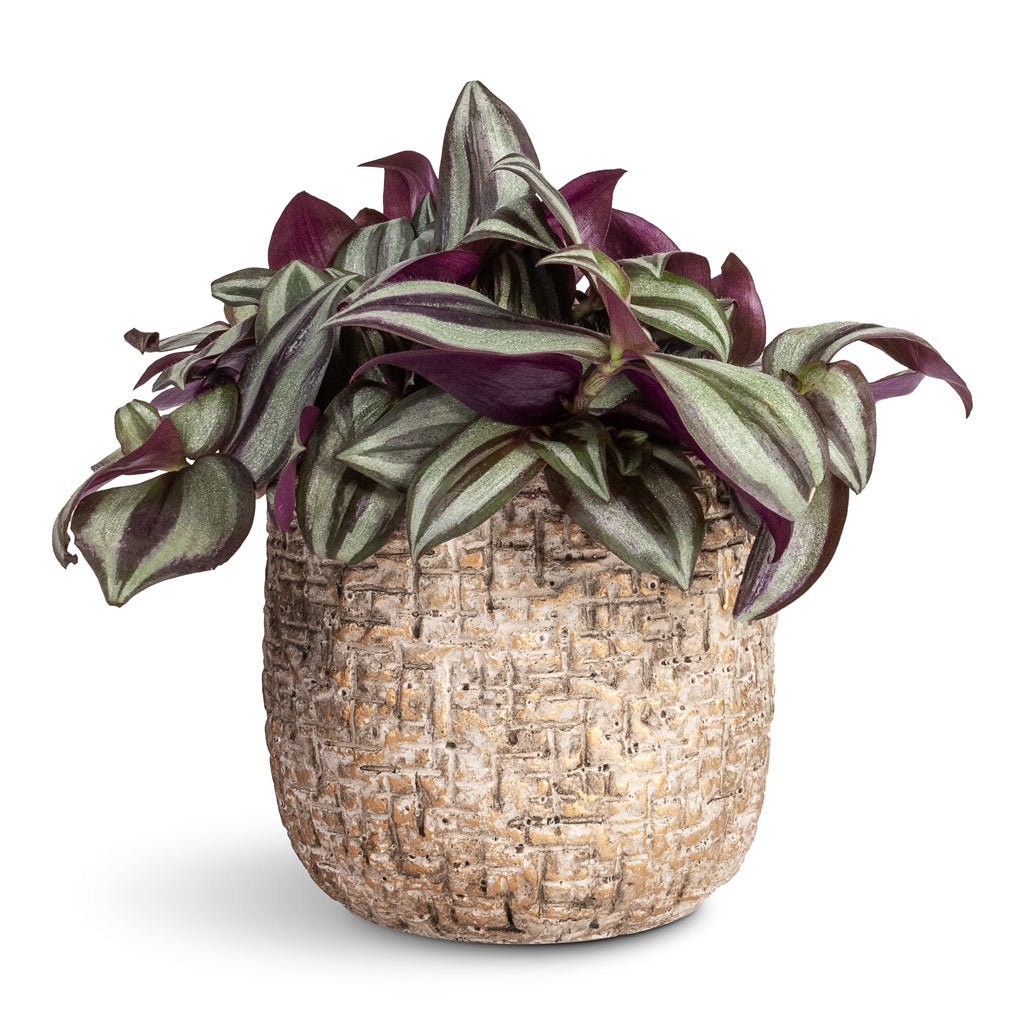 Tradescantia zebrina Inch Plant 12x15cm In Maxim Plant Pot Shiny Sand - 14x13cm