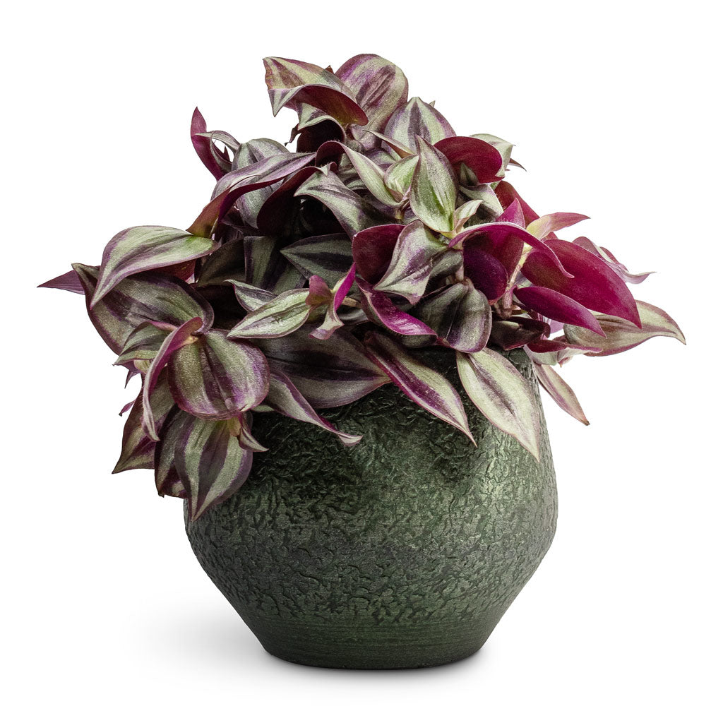 Tradescantia zebrina Inch Plant - 12x15cm &  Noor Plant Pot Velvet Green - 16x13cm