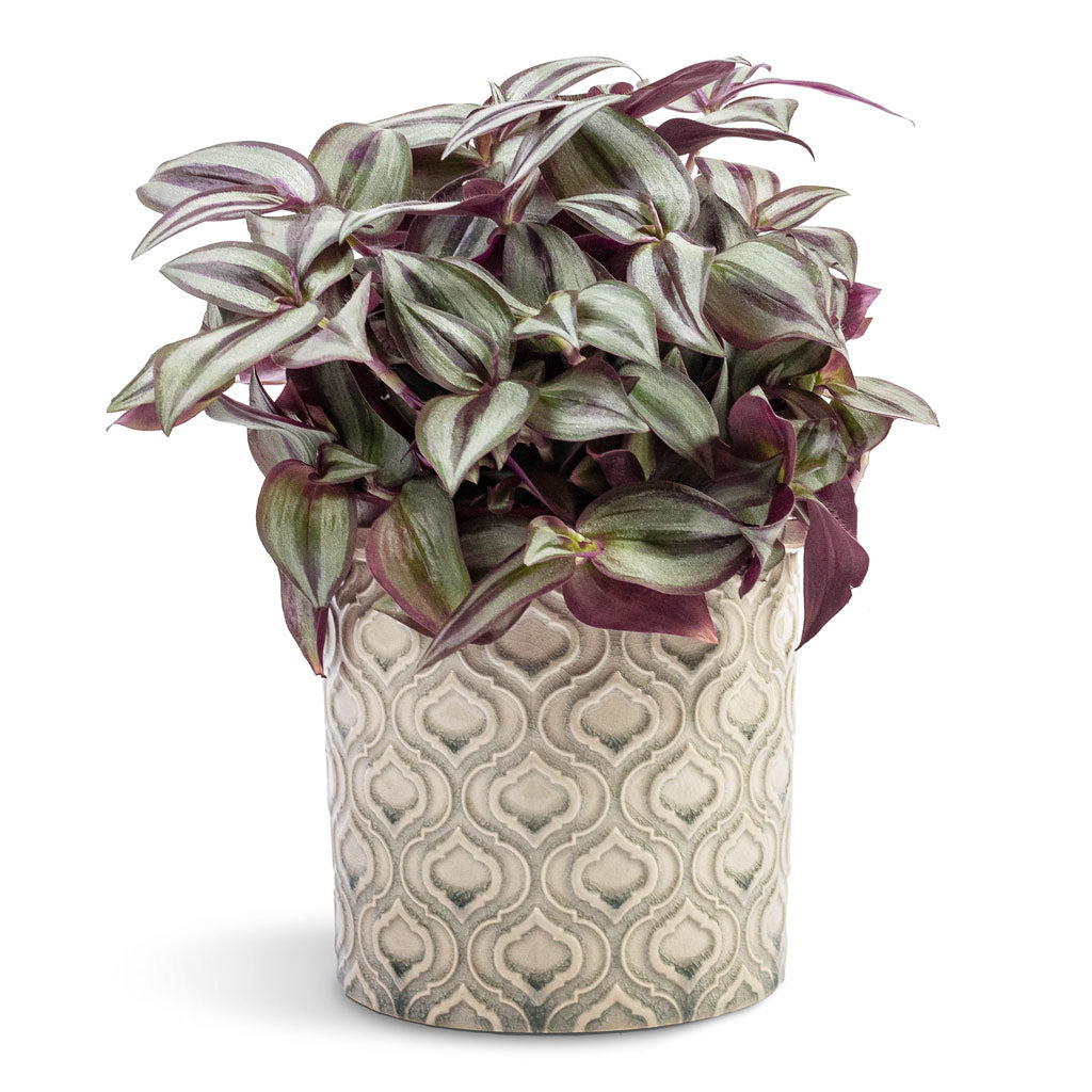 Tradescantia zebrina Inch Plant - 12x15cm & Venetian Plant Pot Grey - 16x14cm