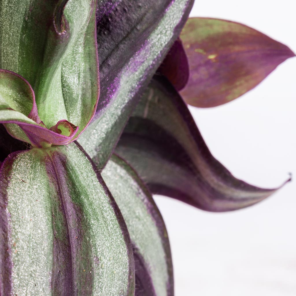 Tradescantia zebrina - Inch Plant Macro Of Leaves