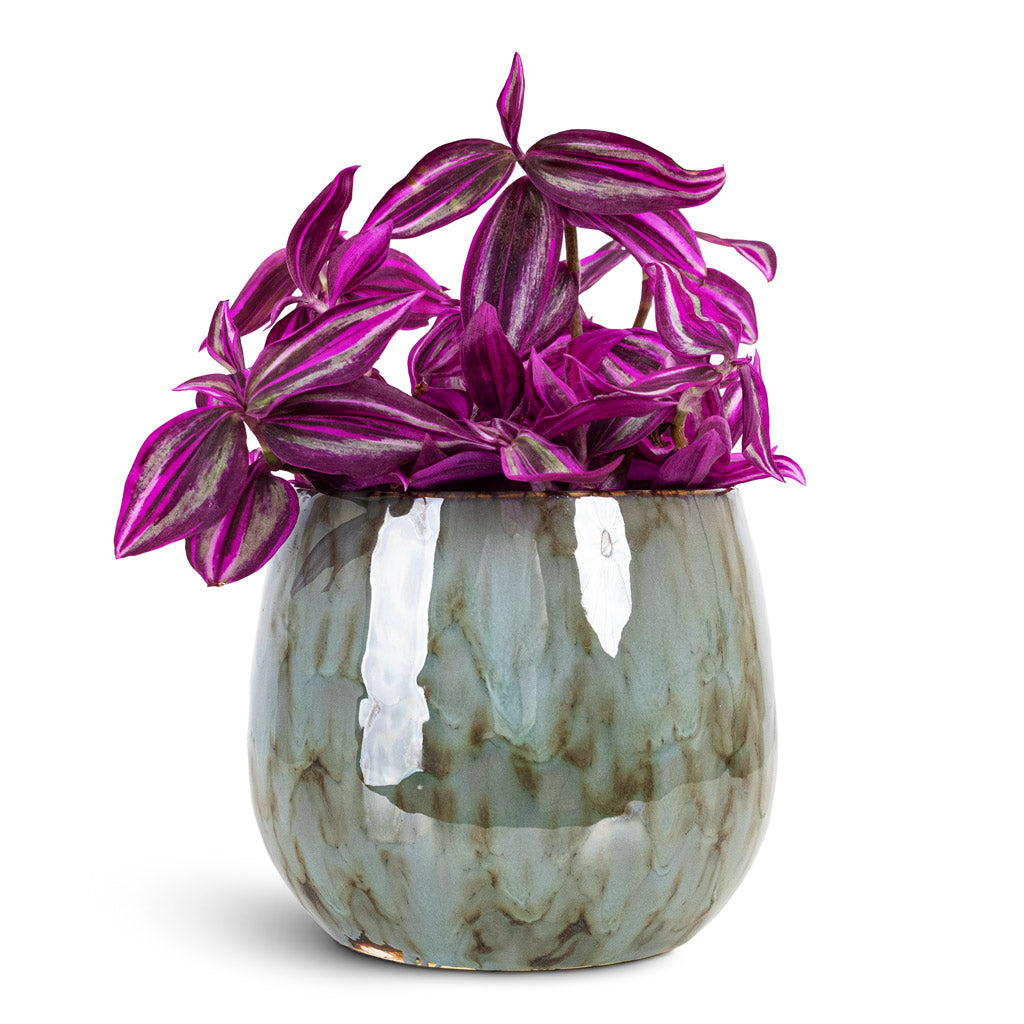 Tradescantia zebrina Pink Paradise 12x20cm House Plant In Odile Pot Dusk Blue 15x13cm