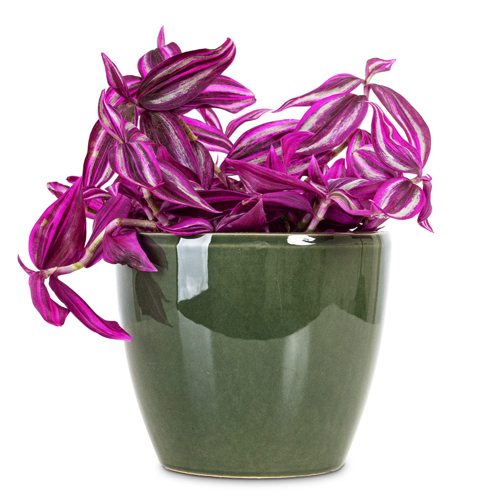 Tradescantia zebrina Pink Paradise 12x20cm House Plant In Sven Pot Sage 15x12cm