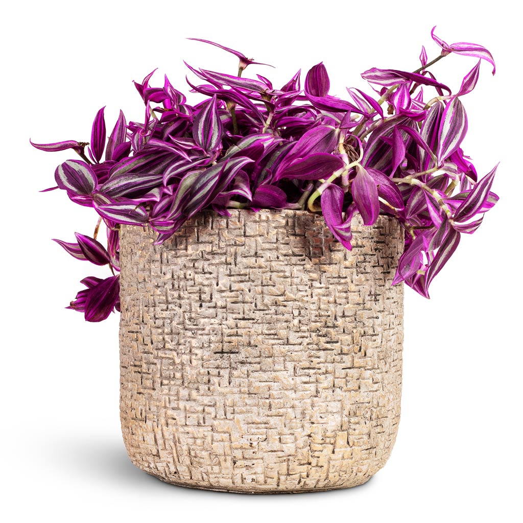 Tradescantia zebrina Pink Paradise 20x30cm House Plant In Maxim Pot Shiny Sand 24x22cm
