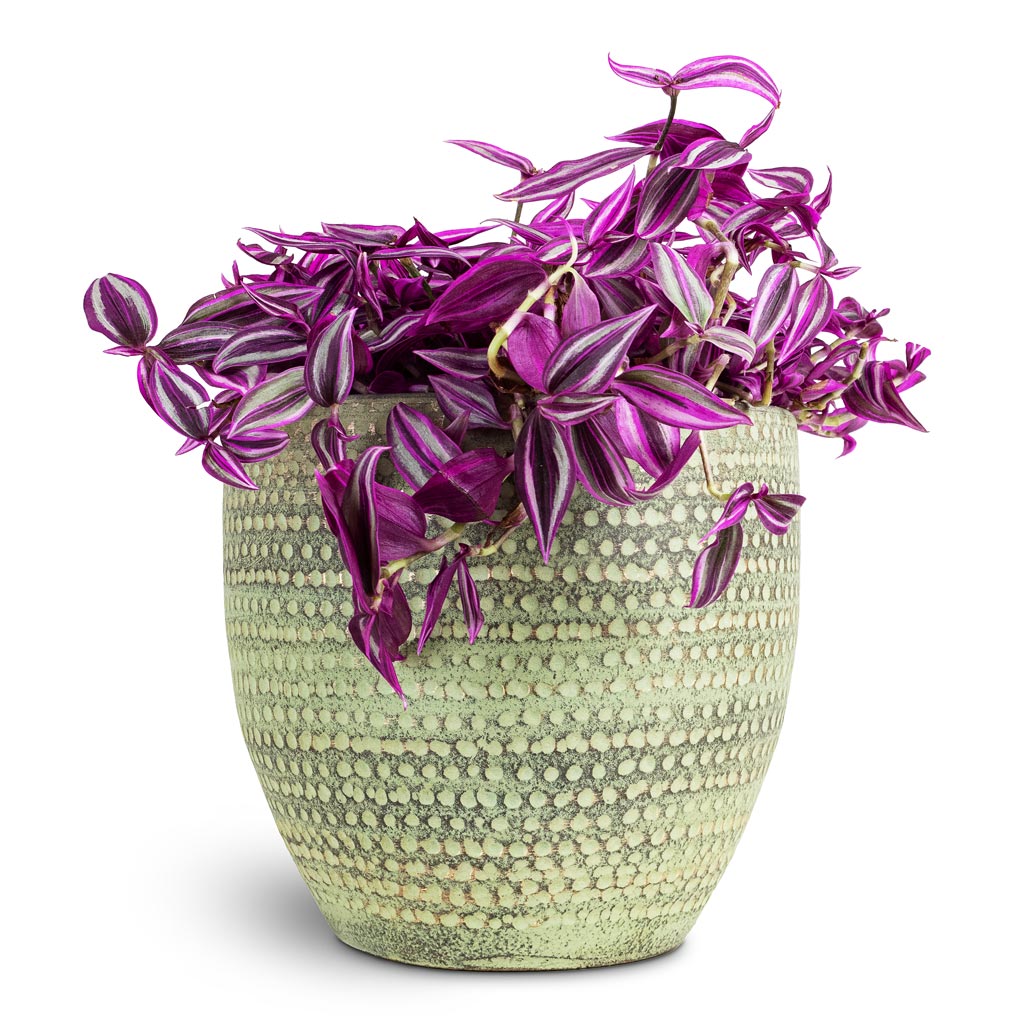 Tradescantia zebrina Pink Paradise 20x30cm House Plant In Rinca Pot Shiny Green 25x23cm