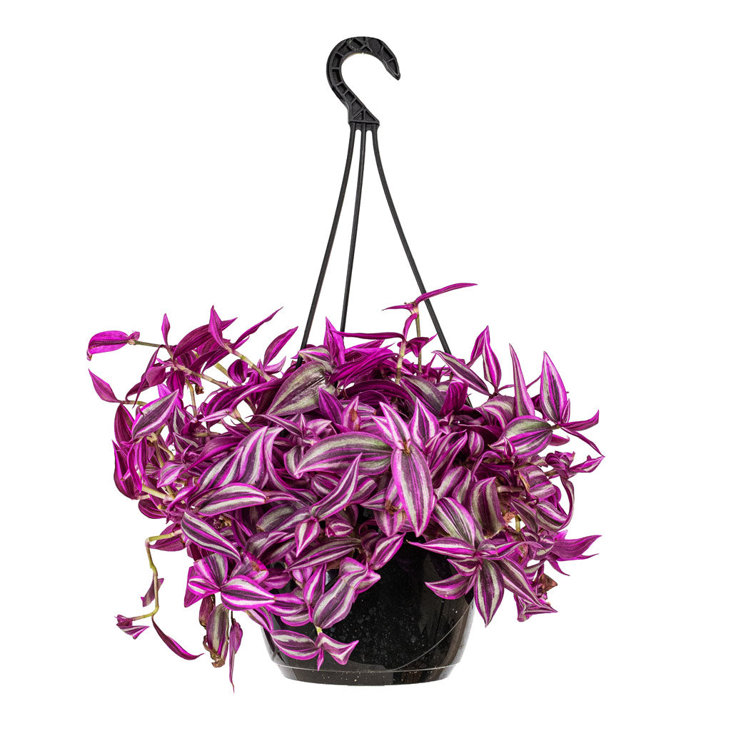 Tradescantia zebrina Pink Paradise 20x30cm