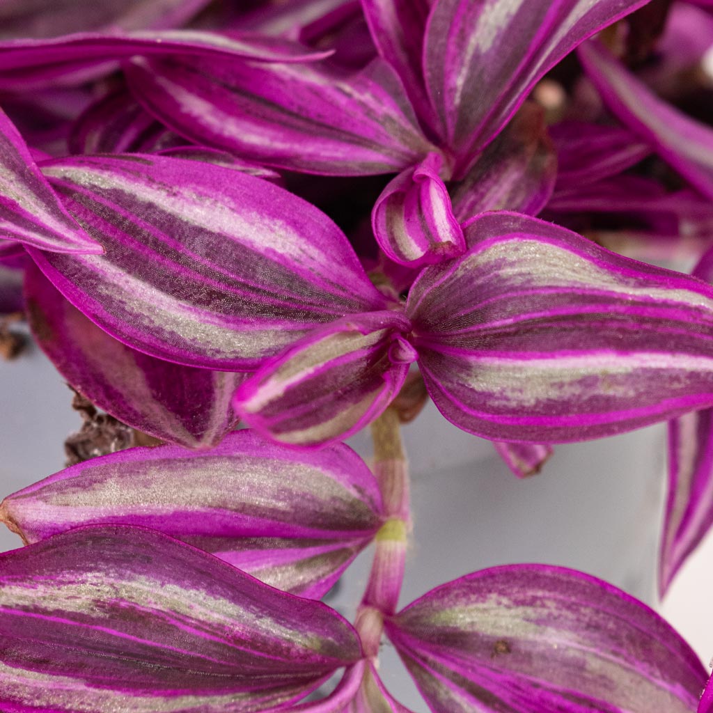Tradescantia zebrina Pink Paradise Close up