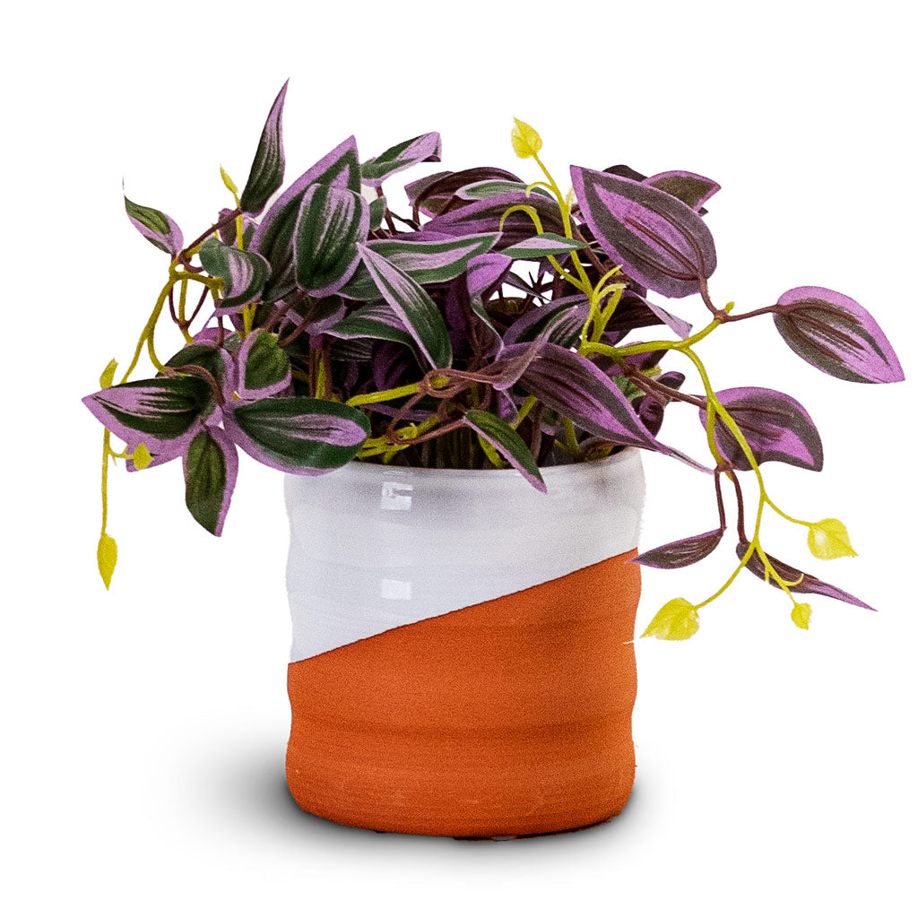 Tradescantia zebrina Potted Artificial 19cm House Plant In Odin Pot White Terracotta 11x11cm