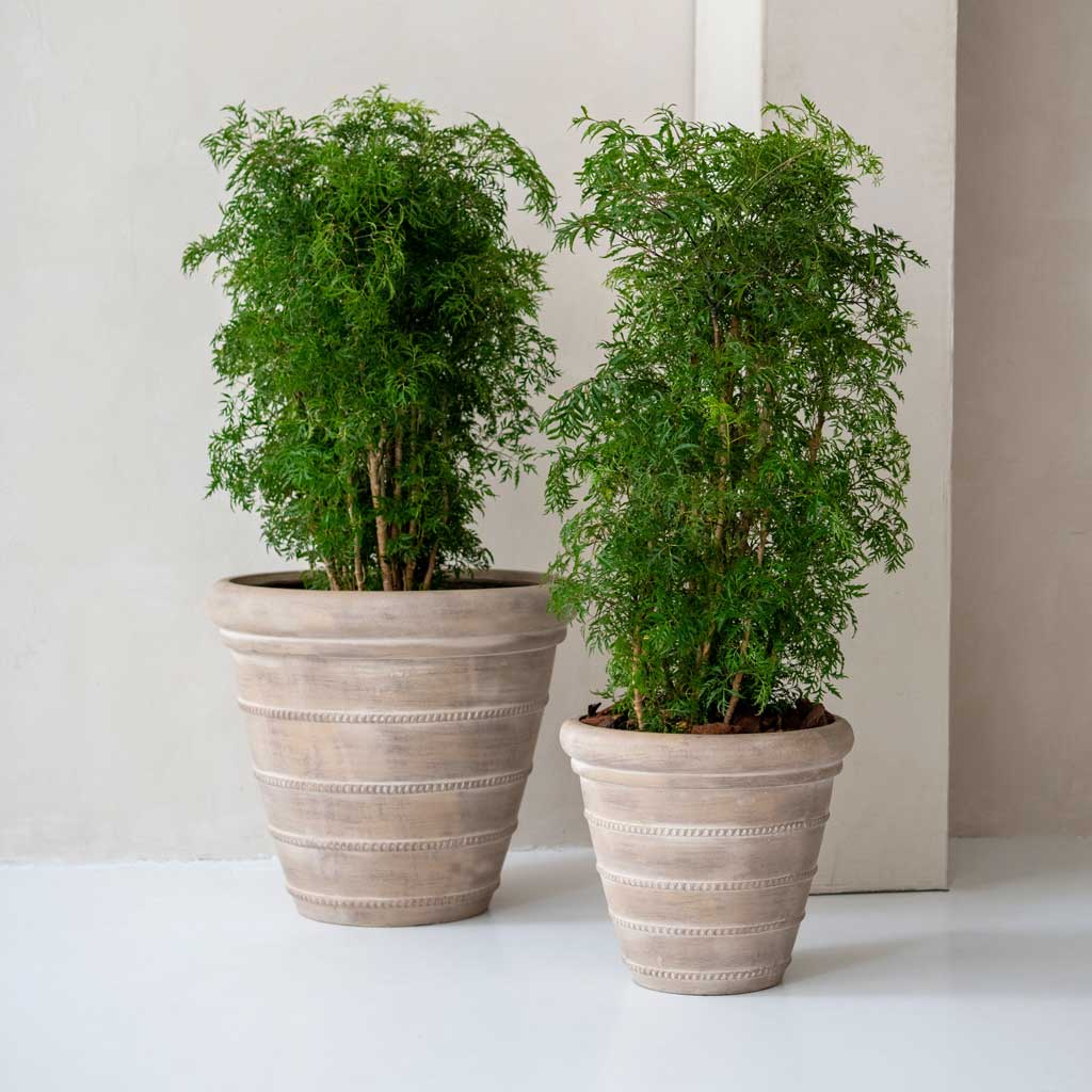 Treasure Selena Planter - Chalk Beige & Polyscias Ming - Aralia Ming