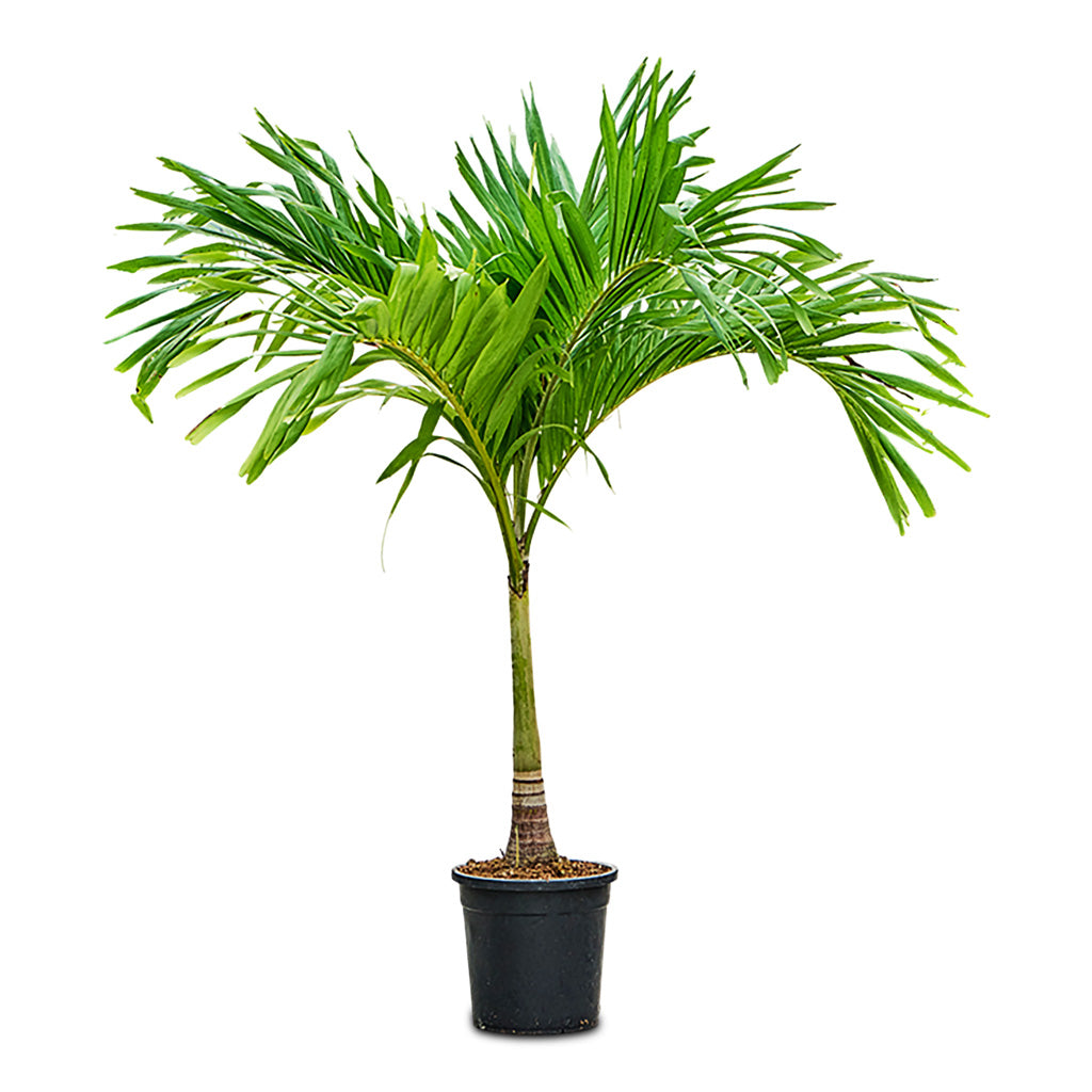 Veitchia merrillii Christmas Palm 35x170cm