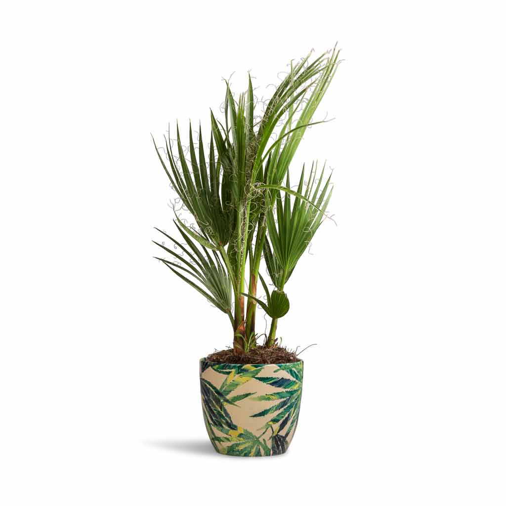 Washingtonia robusta - Mexican Fan Palm &amp; Monza Plant Pot - Botanical Fern