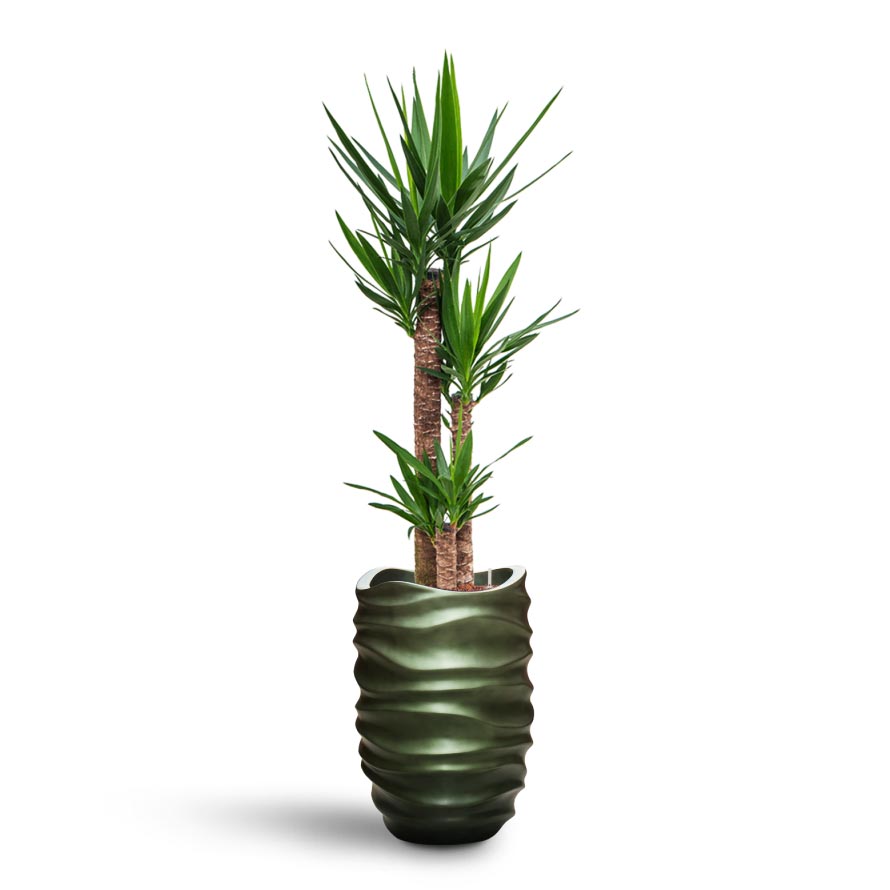 Yucca - HydroCare