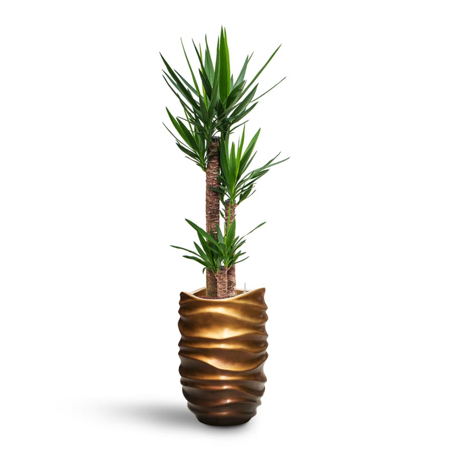 Yucca - HydroCare
