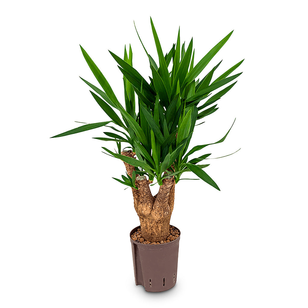 Yucca Branched HydroCare 18/19x70cm