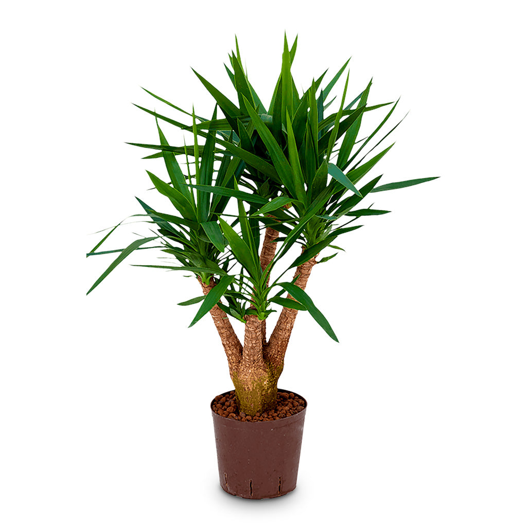 Yucca Branched HydroCare 22/19x100cm