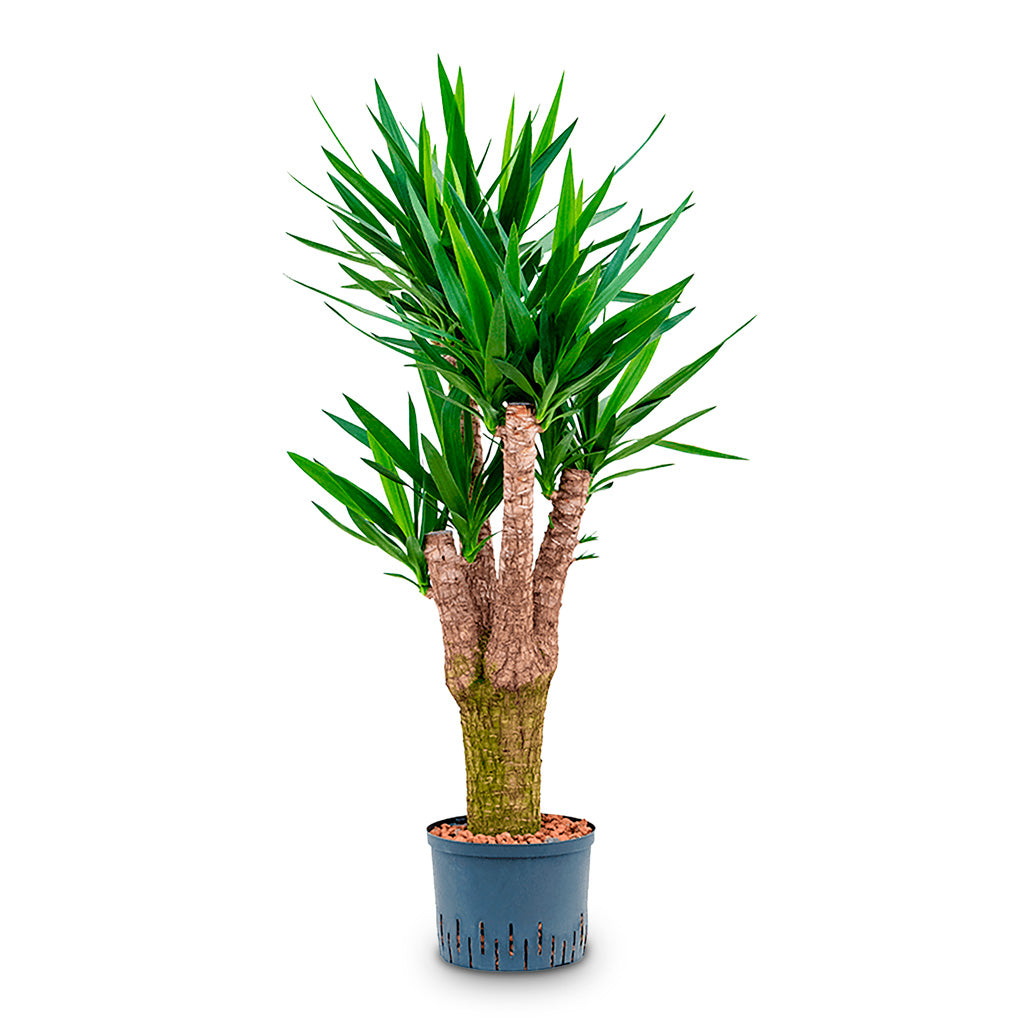 Yucca Branched HydroCare 25/19x130cm