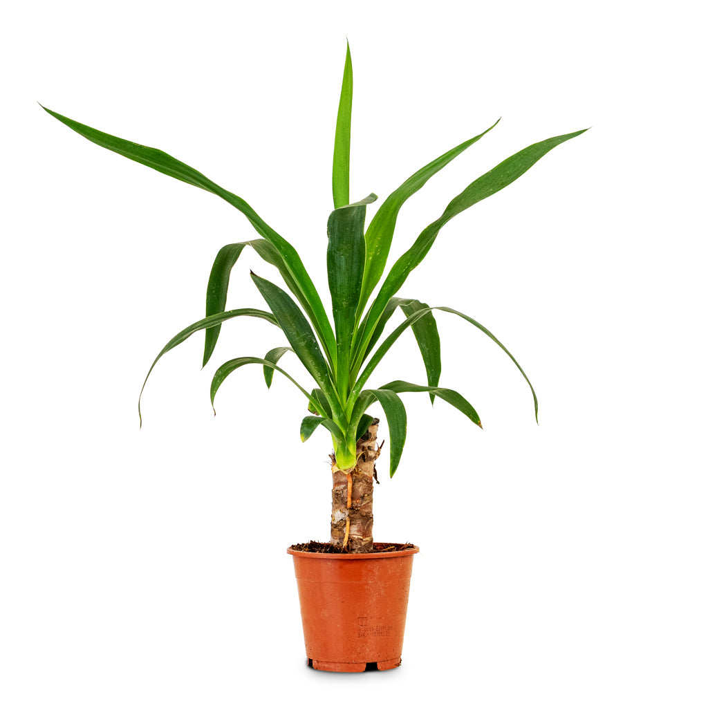Yucca elephantipes 12x50cm