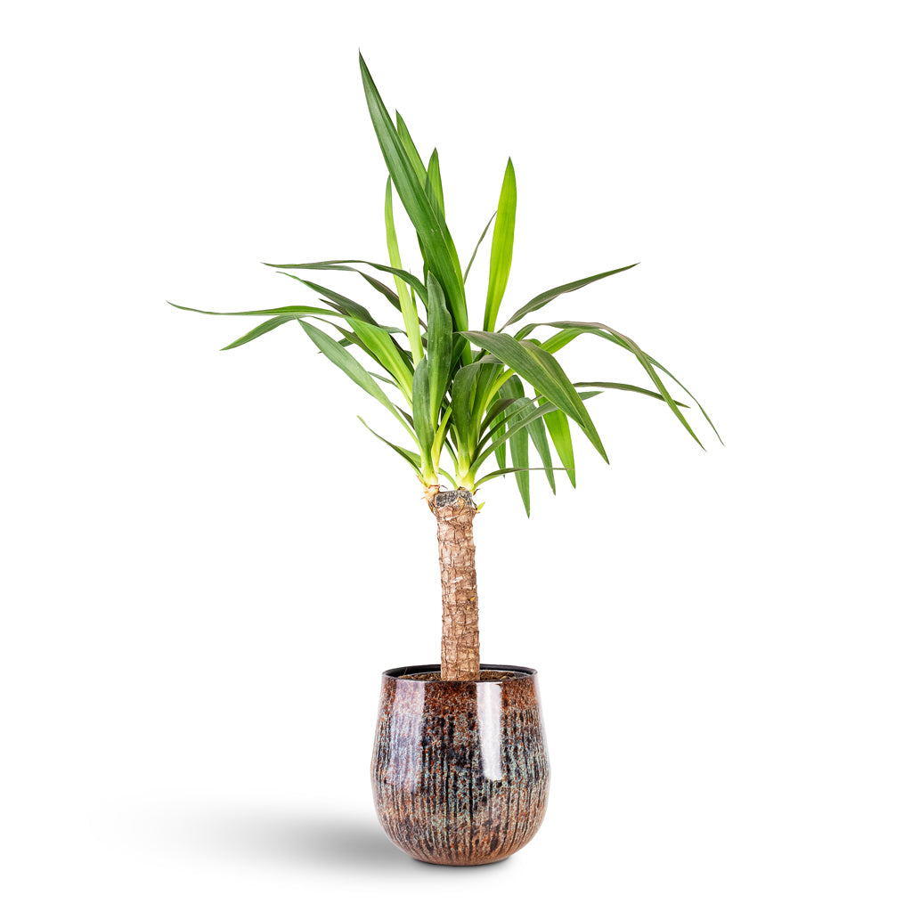 Yucca elephantipes 17x70cm House Plant In Cilia Metal Pot Mystic Sepia 22x20cm
