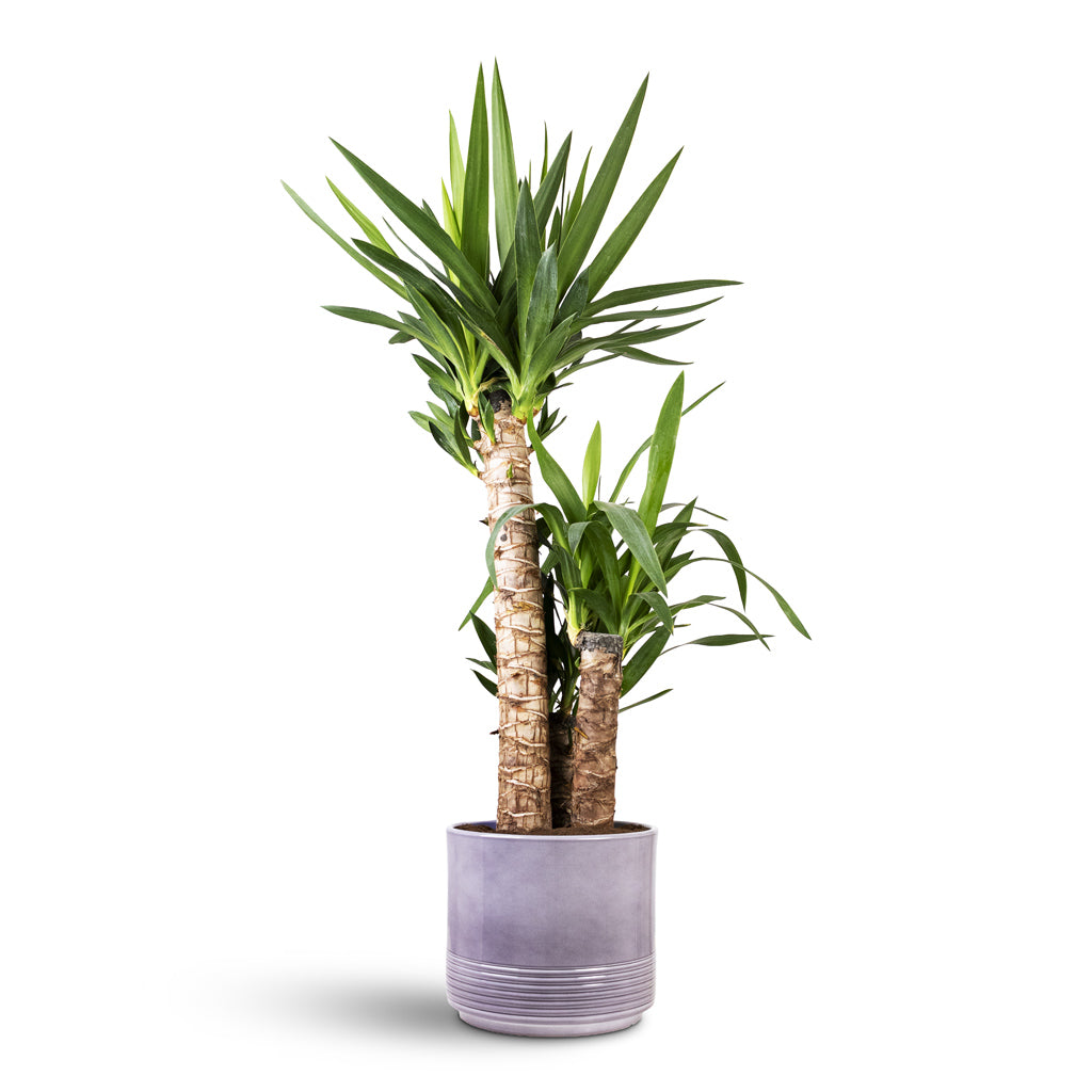 Yucca elephantipes 21x100cm 3stems House Plant In Munich Pot GreyGloss 23x19cm