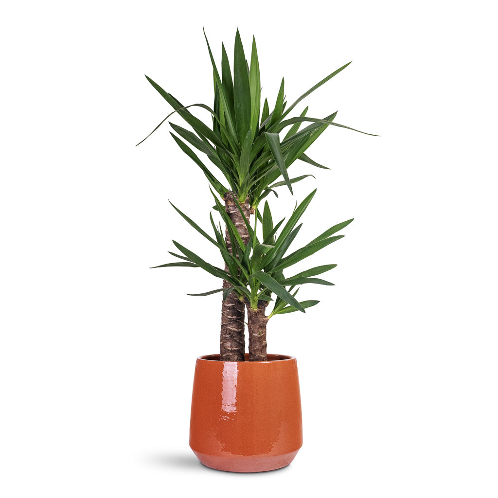 Yucca elephantipes 21x100cm (2 stems) House Plant In Common Pot Shiny Brick 28x24cm