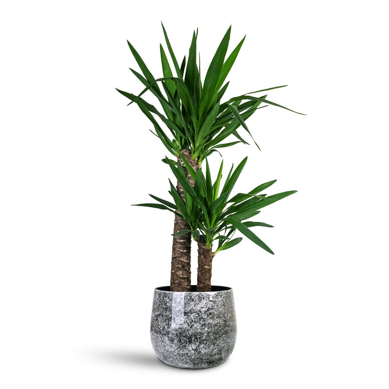 Yucca elephantipes 21x100cm 2 stems Emmie Metal Pot Mystic Grey 27x23cm