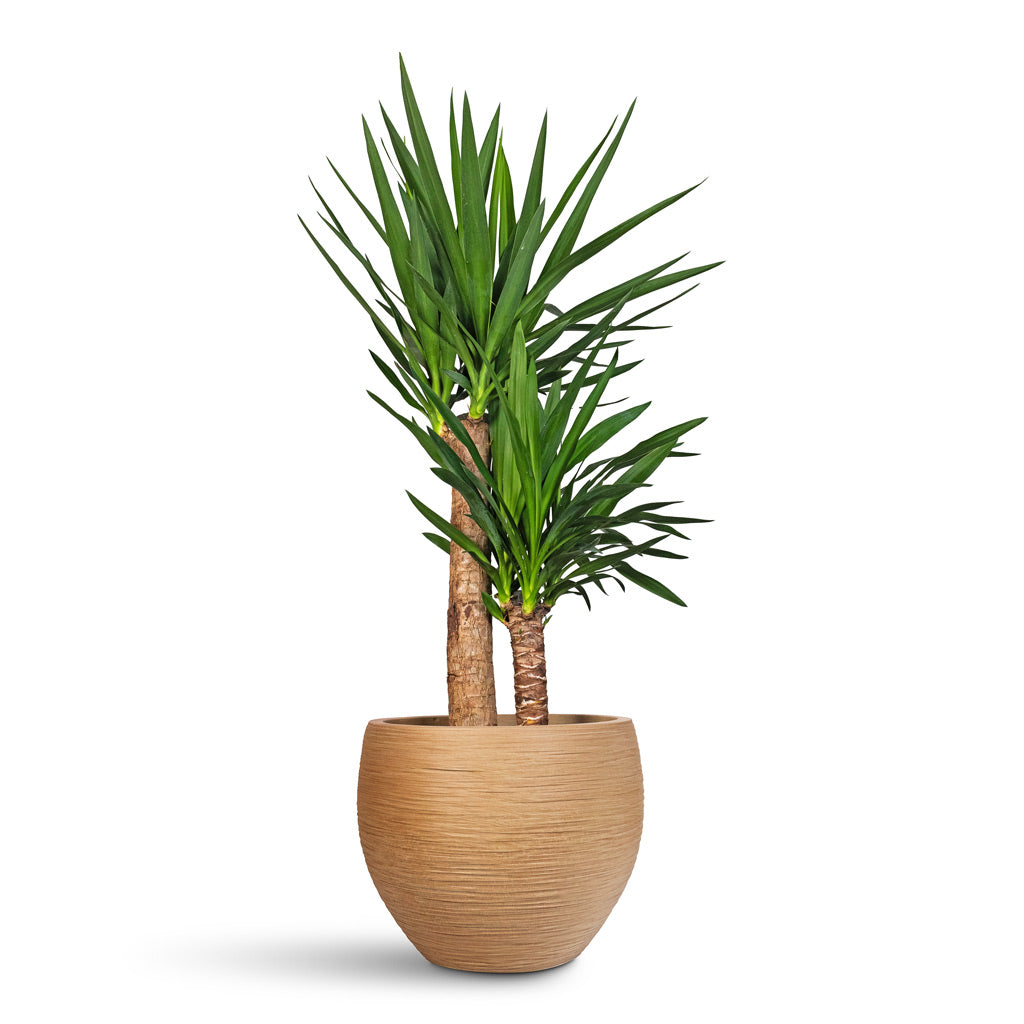 Yucca elephantipes - 21x110cm - _2-stems_ Dune Globe Planter Almond - 37x29cm