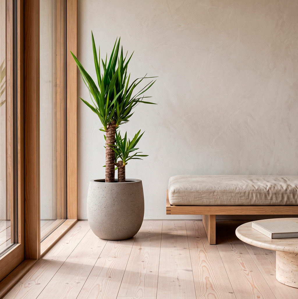 Yucca elephantipes 21x95cm 2 stemed house plant in Grigio Balloon Pot Natural Concrete 42x42cm pot placed in a minimal atheistic scene