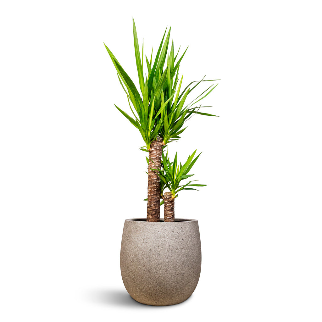 Yucca elephantipes 21x95cm (2 stems) House Plant In Grigio Balloon Pot Natural Concrete 42x42cm