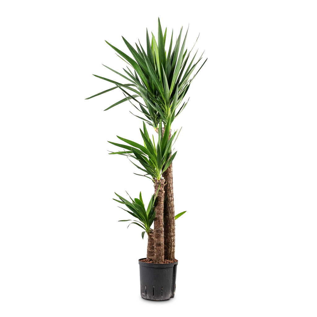 Yucca elephantipes 22/19x160cm 3 stem