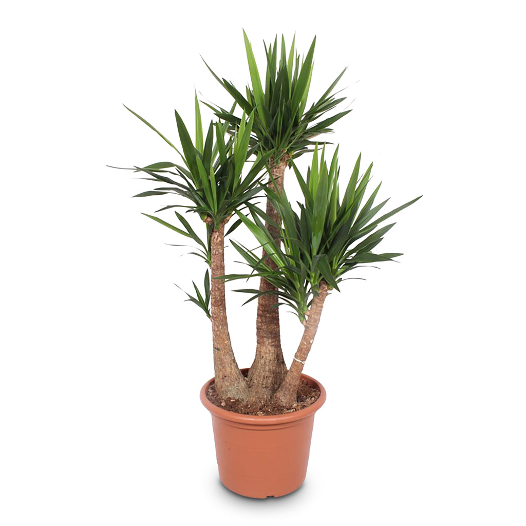 Yucca elephantipes Branched 45x160cm