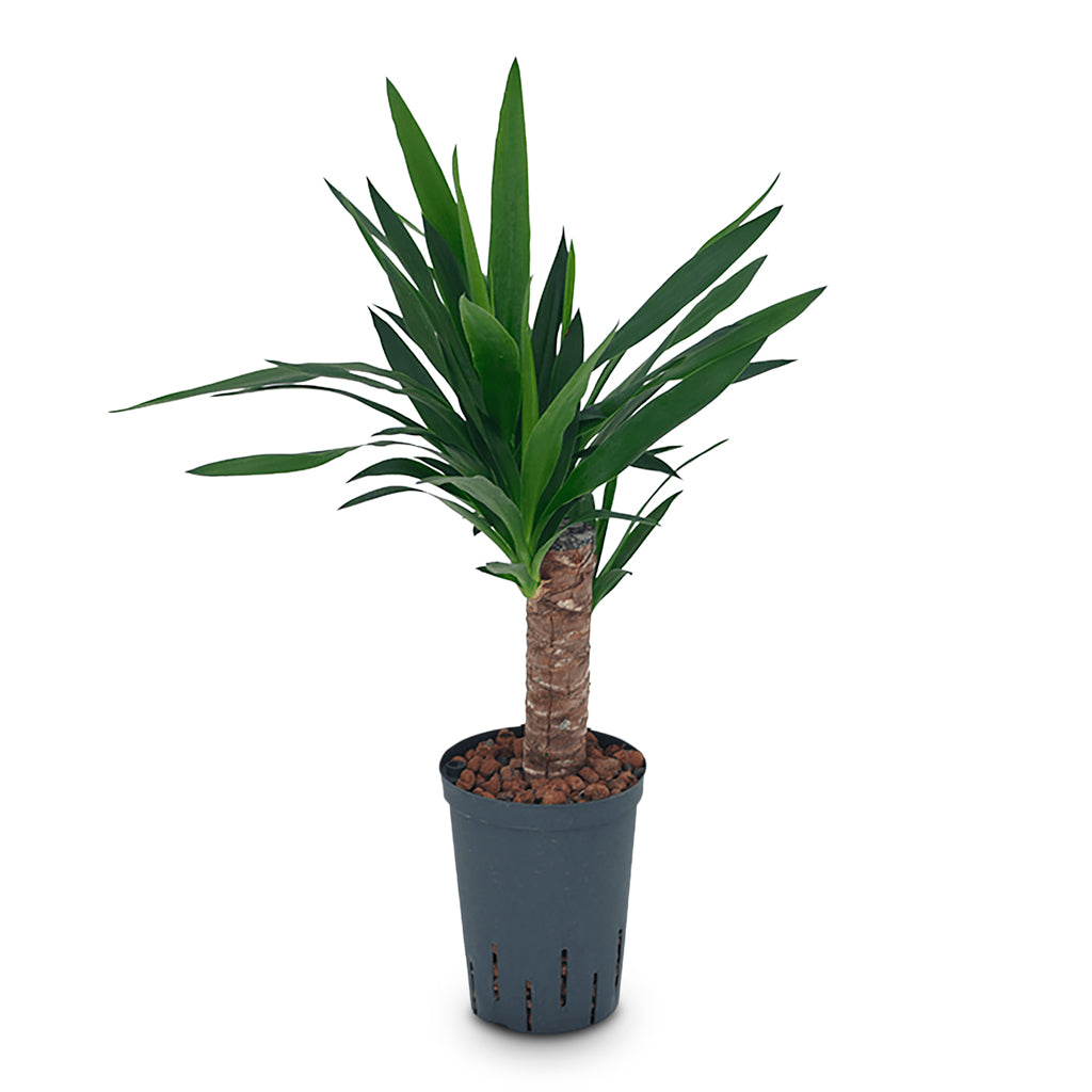 Yucca elephantipes Hydro 15/19x70cm (1 Stem)