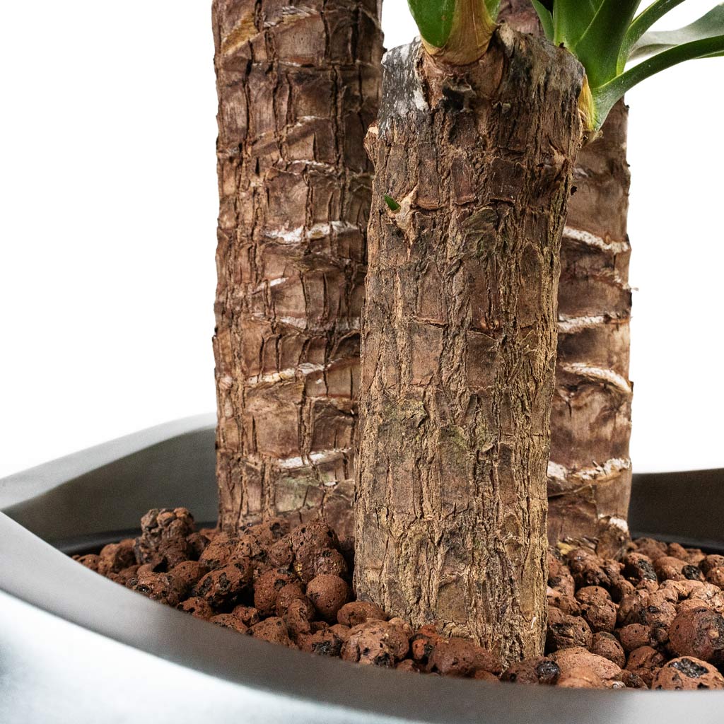 Yucca elephantipes Hydro Care in Gradient Lee Partner Matt Grey - 40x160-190cm