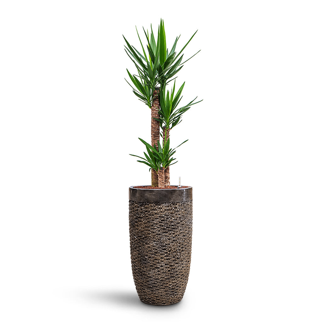 Yucca elephantipes HydroCare in Luxe Lite Layer Partner - Bronze - 38 x 166cm