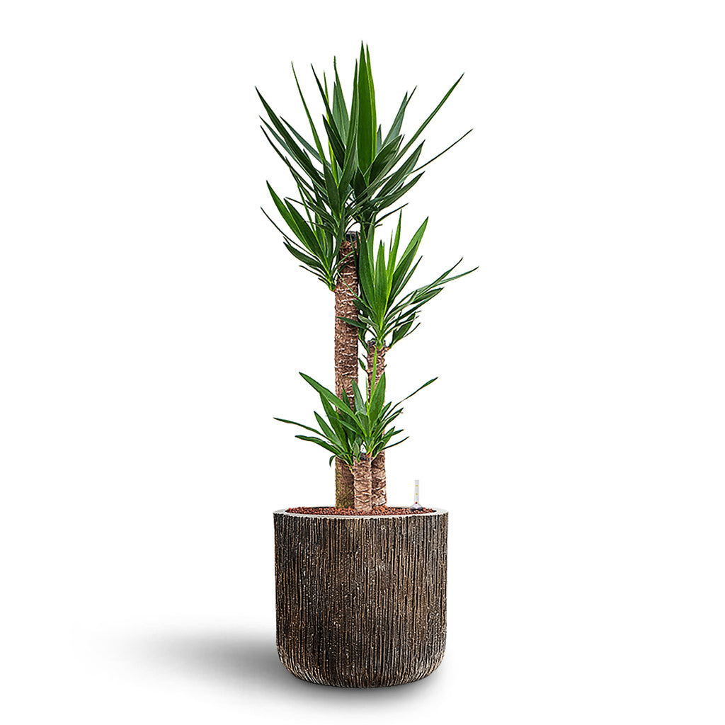 Yucca elephantipes HydroCare in Luxe Lite Waterfall Cylinder - Bronze - 40 x 136cm