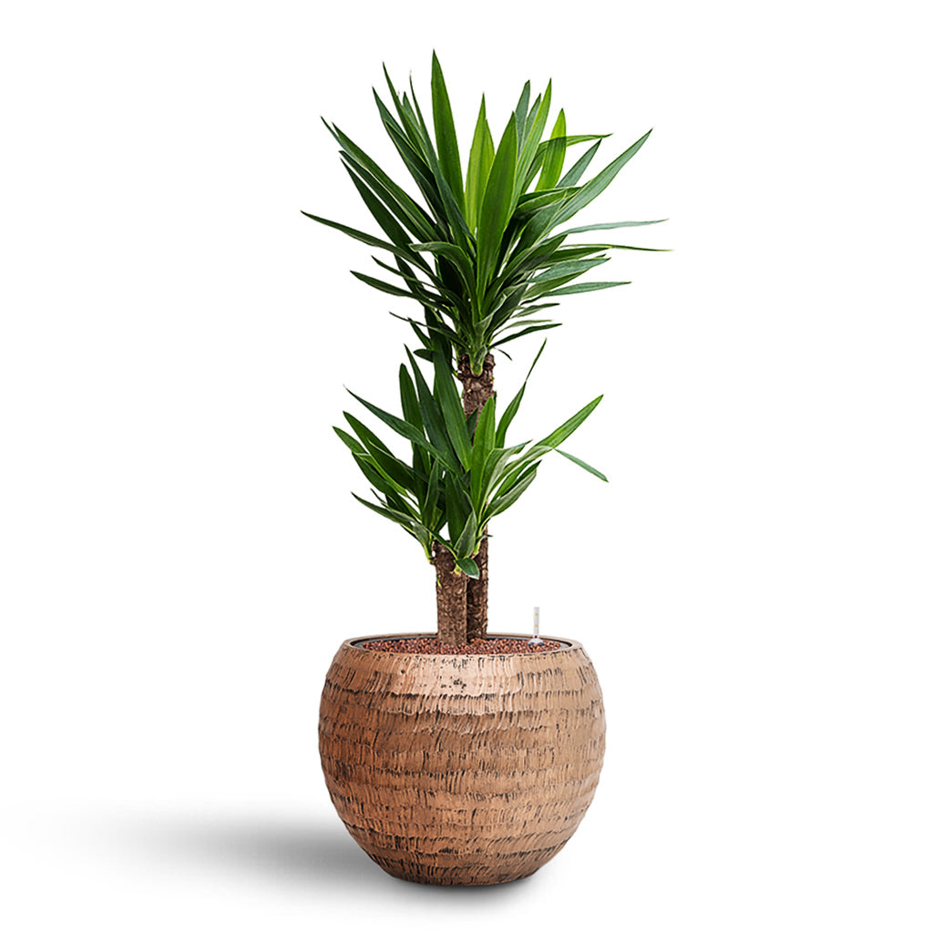 Yucca elephantipes HydroCare in Opus Hammered Globe - Gold - 40 x 106cm