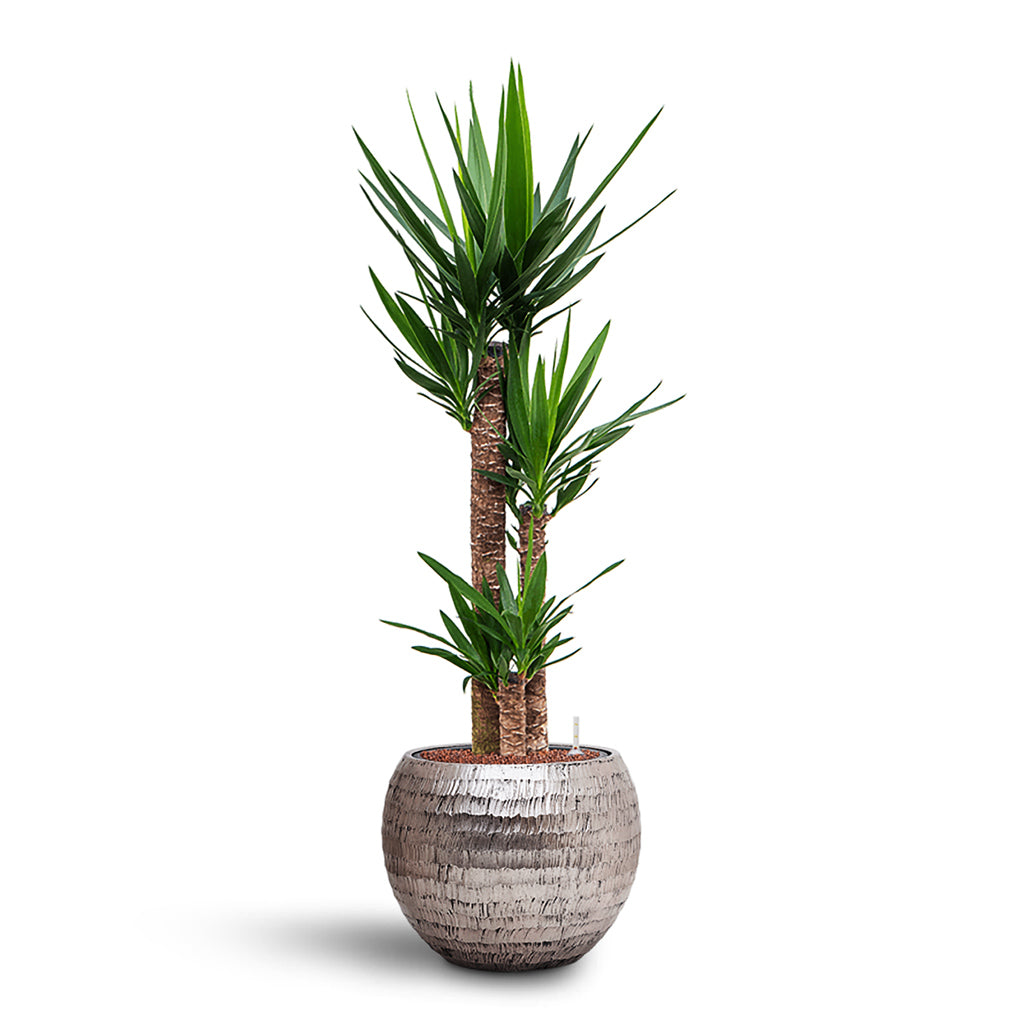 Yucca elephantipes HydroCare in Opus Hammered Globe - Silver - 40 x 129cm