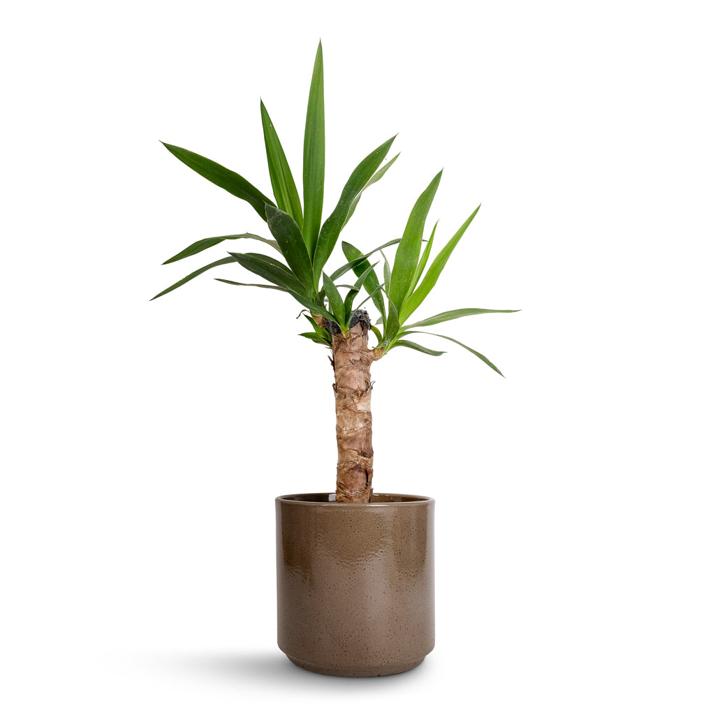 Yucca elephantipes - Spineless Yucca & Remmi Glaze Plant Pot - Mocha