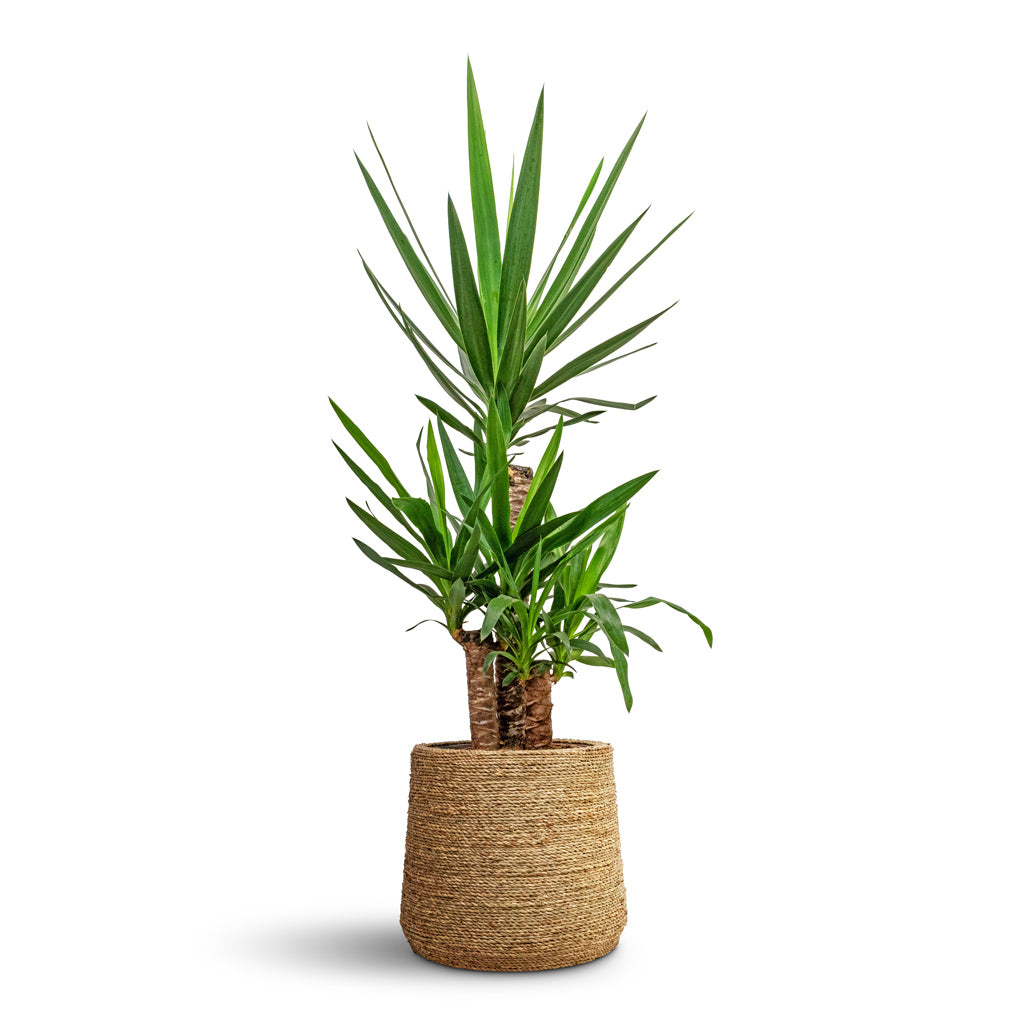 Yucca elephantipes Spineless Yucca - 21x100cm _3-stems_ & Patt Plant Pot Straw Grass - 35x30cm