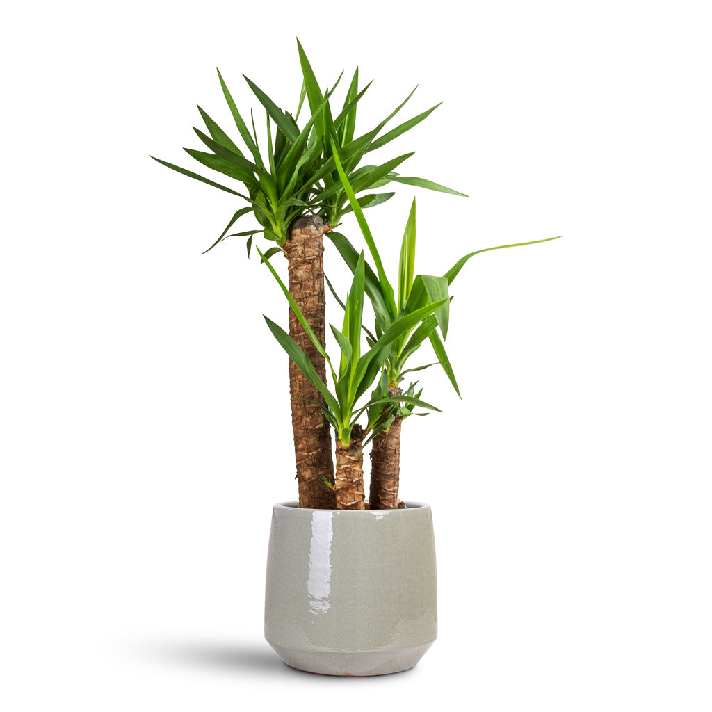 Yucca elephantipes Spineless Yucca 21x100cm 3stems house plant in Common Pot Shiny Olive 28x24cm