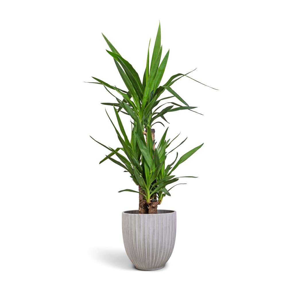 Yucca elephantipes - Spineless Yucca & Lagos Plant Pot - Cement