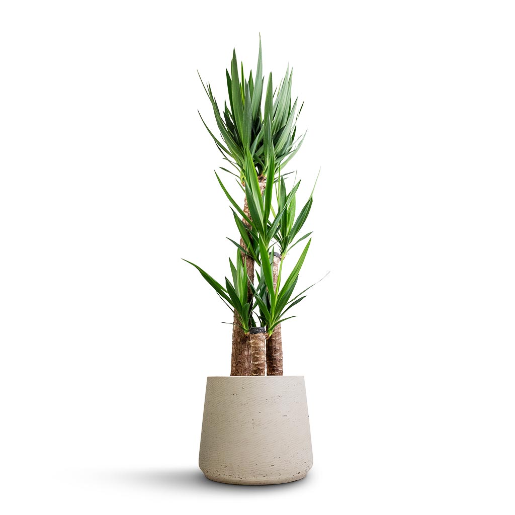 Yucca elephantipes - Spineless Yucca & Patt Plant Pot - Grey Washed