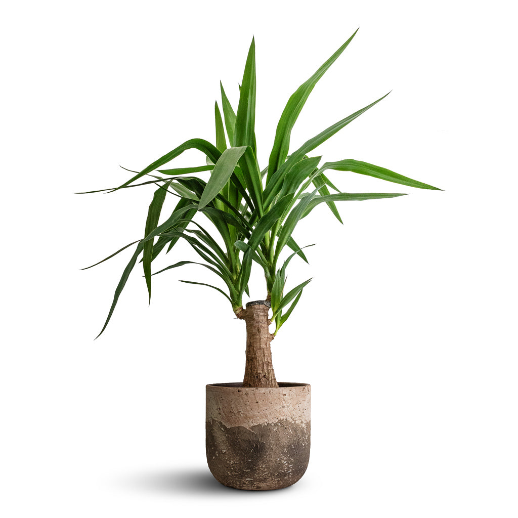 Yucca elephantipes - Thick Trunk & Albero Plant Pot - Cement