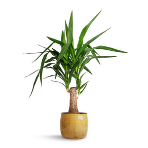 Yucca elephantipes - Thick Trunk - 19 x 80cm Babet Plant Pot - Camel - 21 x 18cm