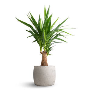 Yucca elephantipes - Thick Trunk & Mini Valerie Plant Pot - Grey Washed