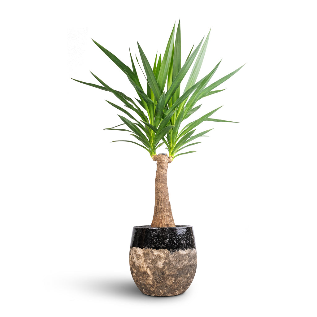 Yucca elephantipes - Thick Trunk &amp; Lindy Plant Pot - Black