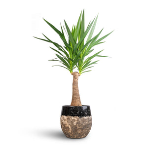 Yucca elephantipes - Thick Trunk & Lindy Plant Pot - Black