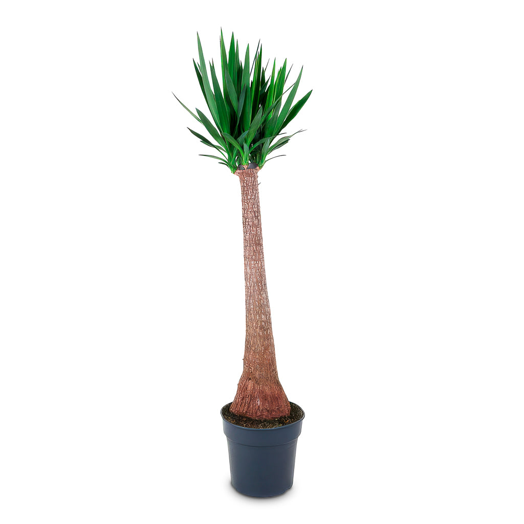 Yucca elephantipes Thick Trunk 31x140cm