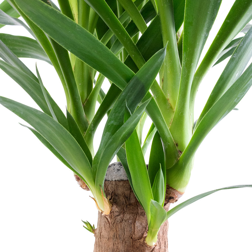 thick trunk house plant Yucca elephantipes - Thick Trunk - Spineless Yucca Houseplants | Hortology